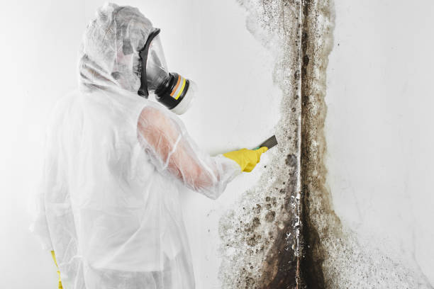 Best Mold Remediation for Specific Building Types in Crothersville, IN