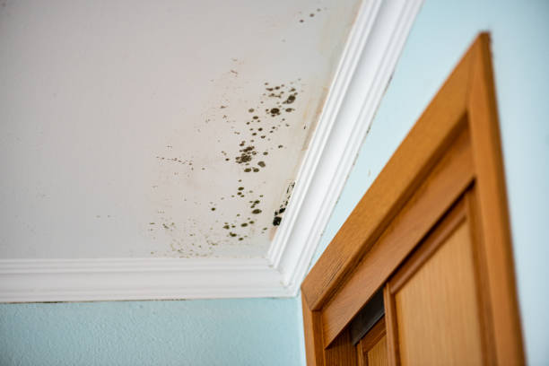 Best Industrial Mold Remediation in Crothersville, IN