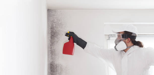 Best Mold Remediation for Schools in Crothersville, IN