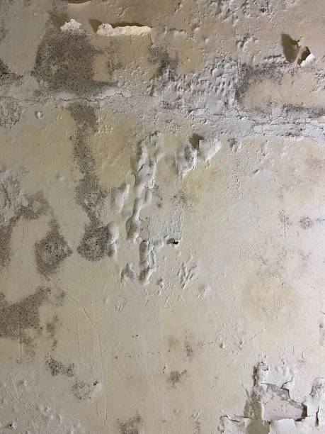 Best HVAC Mold Remediation in Crothersville, IN