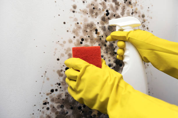 Best Residential Mold Remediation in Crothersville, IN