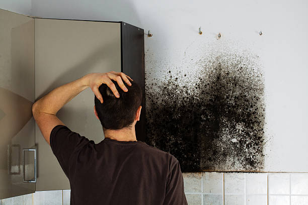 Best Residential Mold Remediation in Crothersville, IN